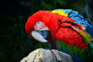 blue and yellow macaw