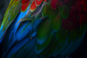 Fototapeta premium blue and yellow macaw