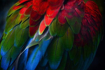 Fototapeta premium blue and yellow macaw