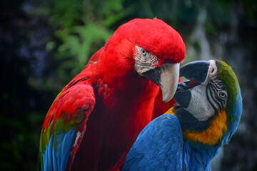 red and yellow macaw