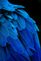 Fototapeta premium blue and yellow macaw