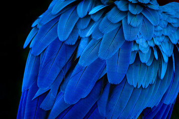 blue and yellow macaw