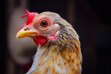 Deurstickers portrait of a chicken © Siri.P