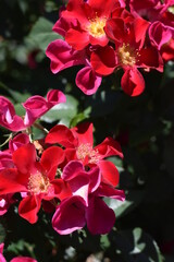 Red Flowers