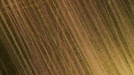 Agricultural fields with new shoots. New sprouts of agricultural crops appear on the field. Aerial photography.