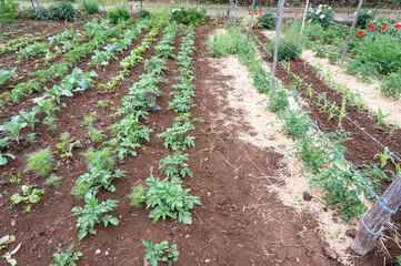 Le potager : cultiver ses propres légumes : pommes de terre, tomates, betteraves - 510025236