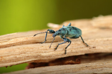insect on a birch tree