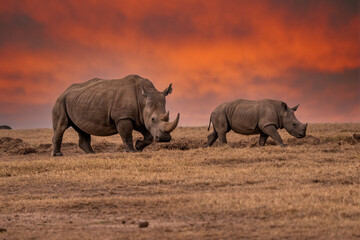 Obraz premium White Rhinoceros Ceratotherium simum Square-lipped Rhinoceros at Khama Rhino Sanctuary Kenya Africa.