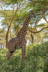 Giraffe in front Amboseli national park Kenya masai mara.(Giraffa reticulata) sunset.