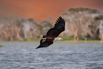 African Fish-eagle, Haliaeetus vocifer, brown bird with white head fly. Eagle flight above the lake water. Wildlife scene from African nature, Okavango delta, Botswana, Africa