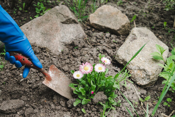 Gardeners hands planting flowers at back yard. A garden shovel is held by a hand in a blue latex glove. Transplanting daisies in the garden top view
