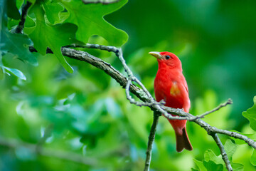 Summer Tanager Perched in a Tree (Red Bird) (Piranga rubra)