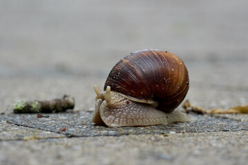 Weinbergschnecke mit Haus auf dem Weg 