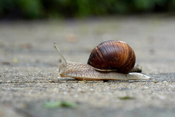 Weinbergschnecke mit Haus auf dem Weg 