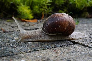 Weinbergschnecke mit Haus auf dem Weg 