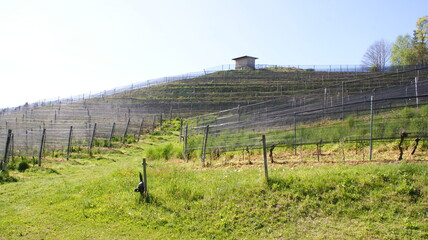 Fototapeta premium vigneto in Canton Ticino