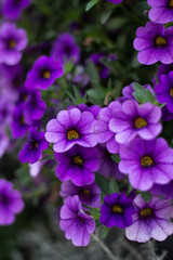 Fototapeta premium flowers in the garden, garden petunia