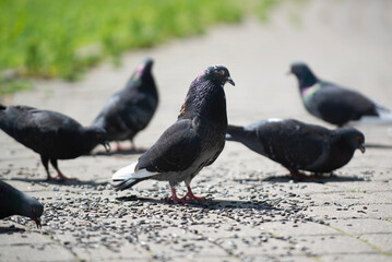 pigeons in the park