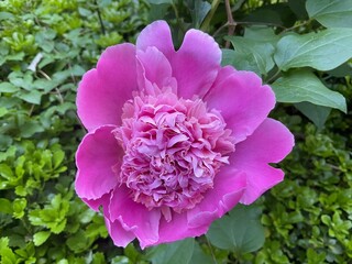 Fototapeta premium Pink Peony