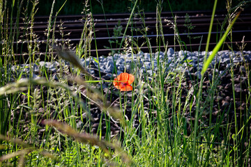 Red poppy blossom, Papaver rhoeas, between grass on a railway embankment