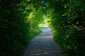 Obraz premium Driveway through a tunnel of trees and bushes
