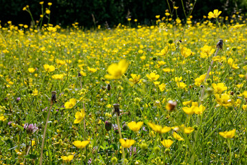 Meadow in early summer with blooming buttercups, Ranunculus acris