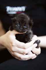 Britisch Kurzhaar Kitten Katze edel und imposant
