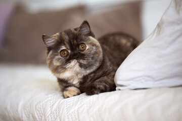 Britisch Kurzhaar Kitten Katze edel und imposant