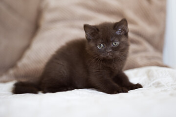 Britisch Kurzhaar Kitten Katze edel und imposant