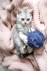Cute gray and white kitten on a light knitted blanket. Pets. Comfort. british breed cat