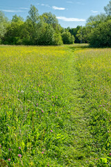 Wild flowering meadow in early summer with trees and bushes