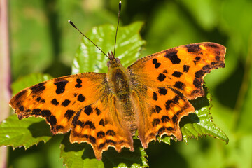 butterfly on a leaf