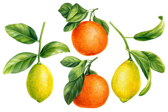 Ripe fruits on an isolated white background, watercolor botanical painting, citrus fruits, orange, lemons, tangerines