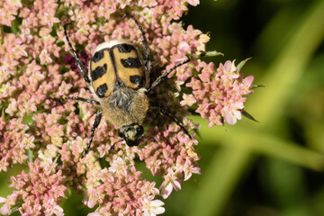 Bee beetle on a flower