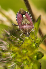 Sloe bug on a flower