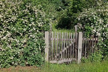 White flowering hedge with a garden gate