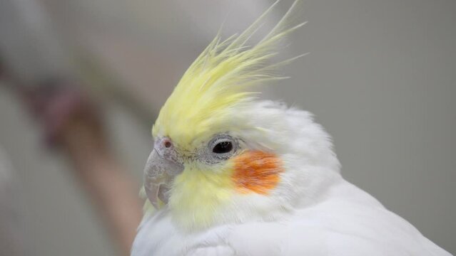 Relaxing Close Up Portrait Of A Cockatiel (Nymphicus Hollandicus) Bird. 