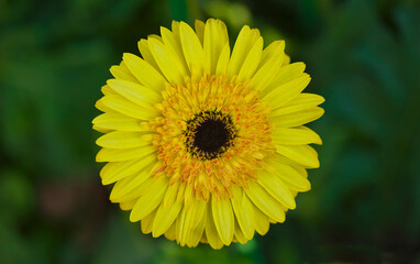 Close-up of the Guldavari flower in the park New Delhi India. 