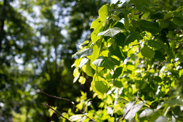 Leaves in the forest, leafy background, green bokeh