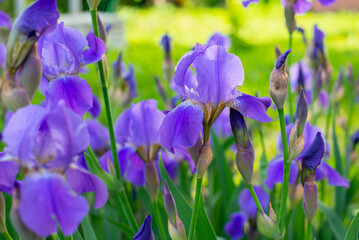 Purple iris flower in green leaves on a summer day