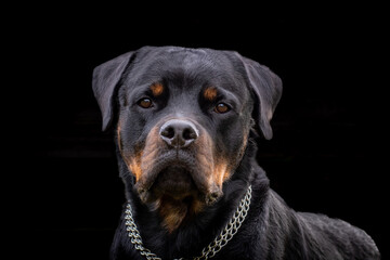 Rottweiler against a black background