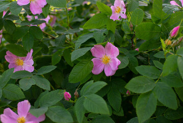 Pink rosehip on a green bush.