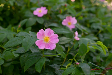 Pink rosehip on a green bush.