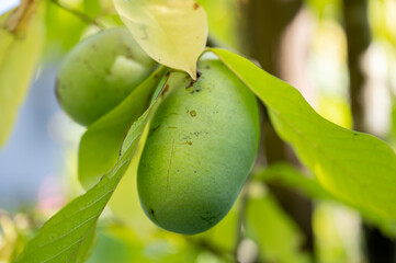 Beautiful juicy asimina fruit growing on a tree