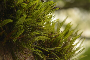Close-up, selective focus image of a fern
