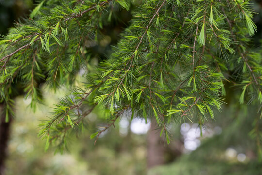 Chamaecyparis obtusa Japanese cypress, hinoki cypress or hinoki
