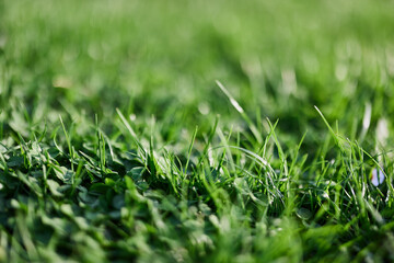 Green leaves of fresh young grass in the sunlight of the sunset sky 