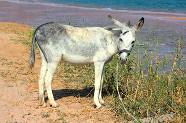 grazing donkey