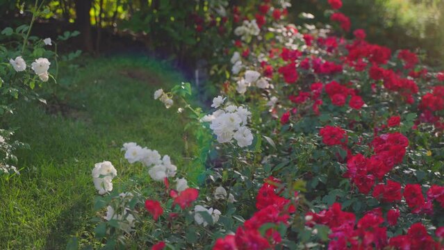 A rose garden of red and white roses in a flowerbed in a park under sunlight.