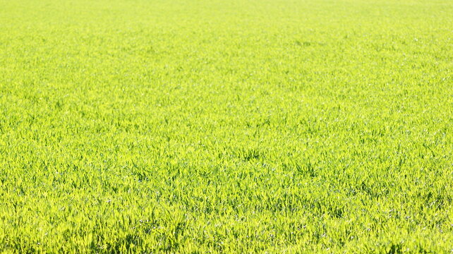 Erba